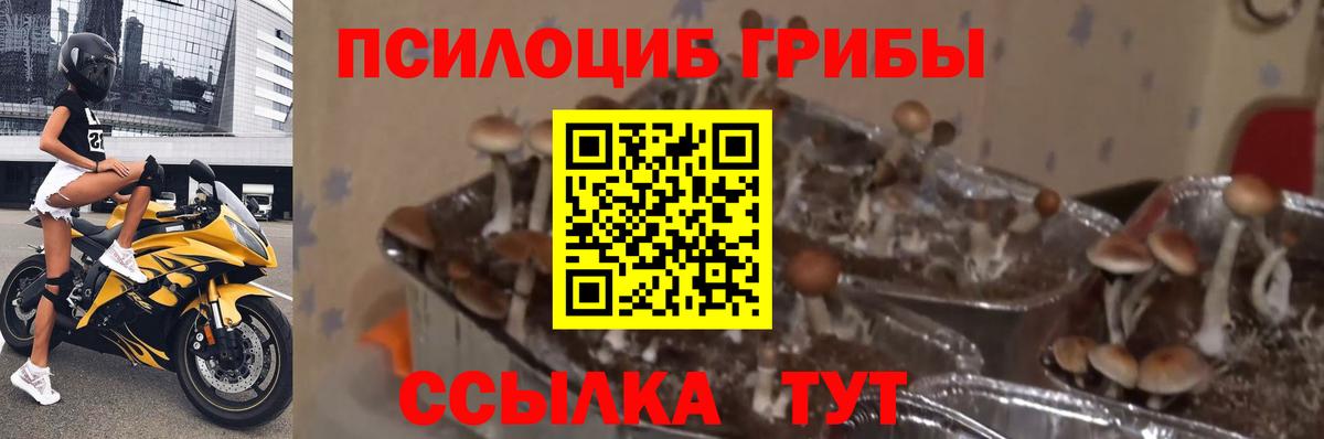 Псилоцибиновые грибы Cubensis Амурск